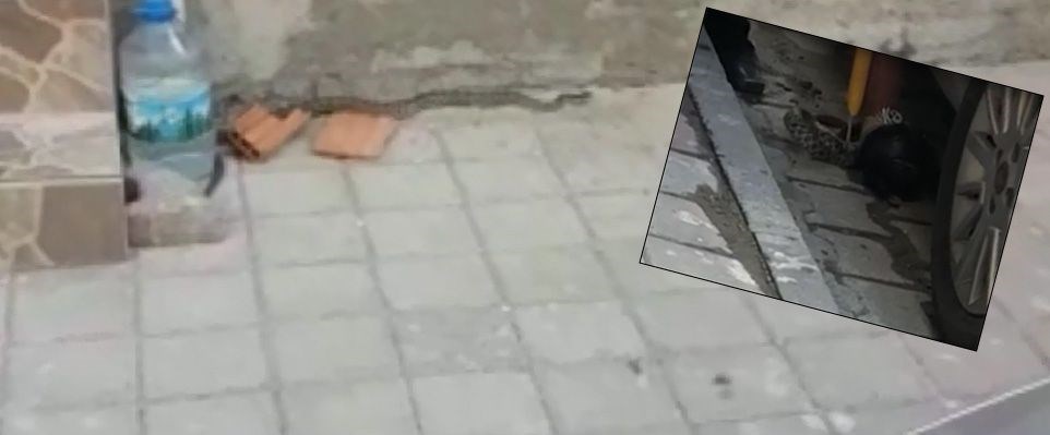 Deprem sonrası Tosya’yı yılanlar bastı