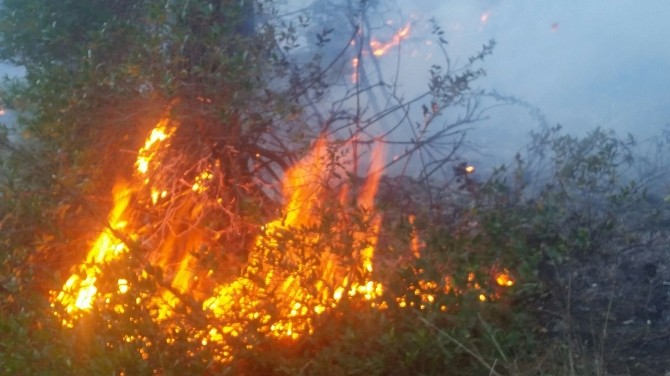 Manavgat’ta Ormanlık Alanda Çıkan Yangın Kontrol Altına Alındı
