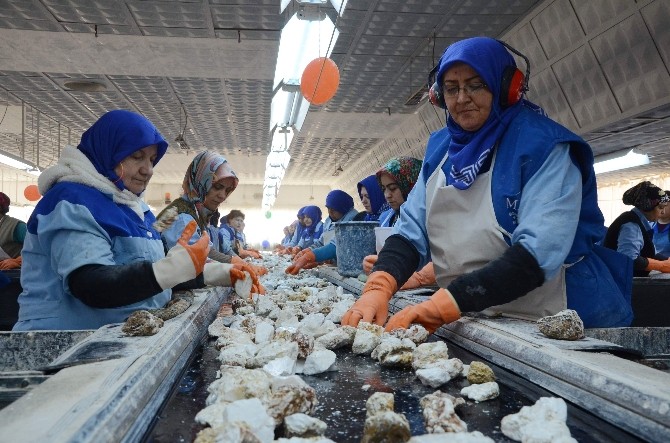(Özel Haber) Eskişehir’in Madenci Kadınları