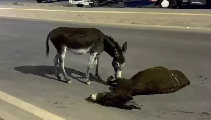 Sözün bittiği yer! Ölen annesinin başından bir an olsun ayrılmadı
