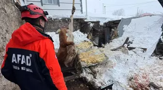 Çatısında kar biriken 2 ahır çöktü; 4 büyükbaş hayvan öldü