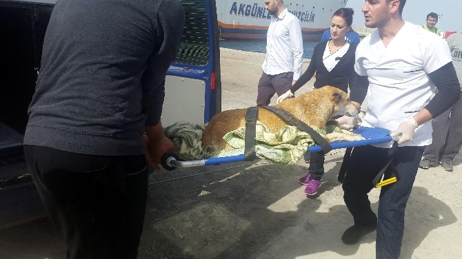 Denizde Boğulmak Üzere Olan Köpeği, Girne Üniversitesi Akademisyenleri Kurtardı