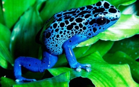Dünyanın En Zehirli Minik Kurbağaları, Aqua Vega Akvaryumunda Sergileniyor