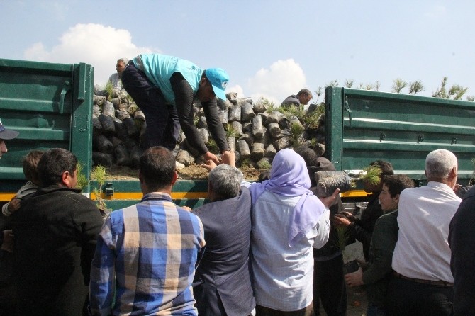 Eyübiye Belediyesi Vatandaşa 10 Bin Adet Çam Fidanı Dağıttı