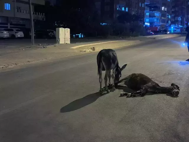 Sözün bittiği yer! Ölen annesinin başından bir an olsun ayrılmadı