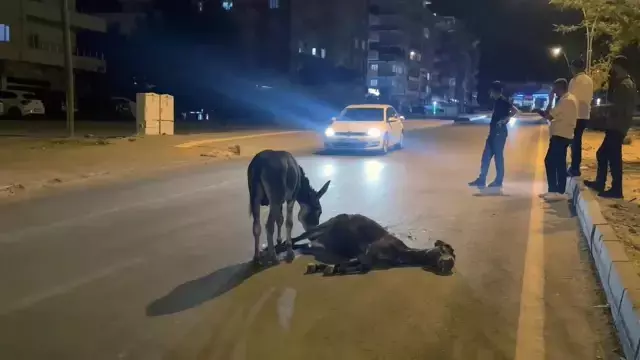Sözün bittiği yer! Ölen annesinin başından bir an olsun ayrılmadı
