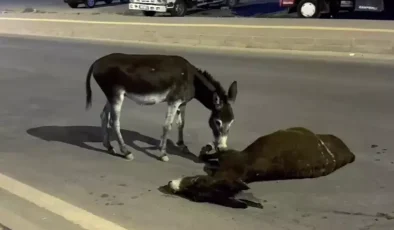 Sözün bittiği yer! Ölen annesinin başından bir an olsun ayrılmadı