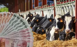 TÜİK verileri ile ortaya çıktı: İşte en çok büyükbaş hayvanın olduğu ilimiz